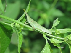 Sphenacris crassicornis