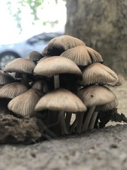 Coprinellus micaceus