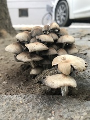 Coprinellus micaceus