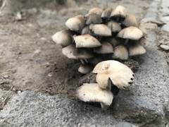 Coprinellus micaceus