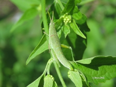 Sphenacris crassicornis