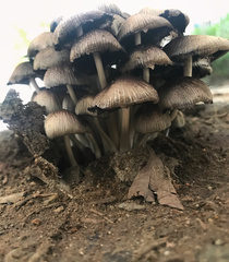 Coprinellus micaceus