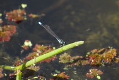 Acanthagrion