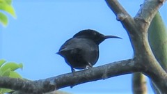 Myzomela nigrita