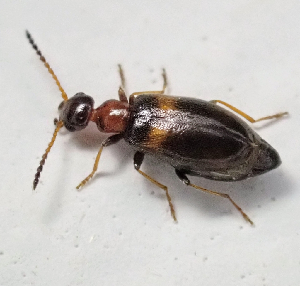 Microhoria terminata