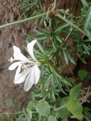 Turraea obtusifolia, photograph author not stated, no rights reserved