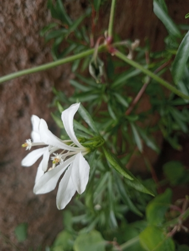Turraea obtusifolia, photograph 4