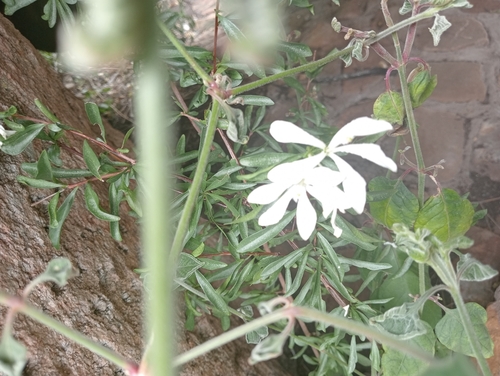 Turraea obtusifolia, photograph 5