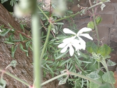 Turraea obtusifolia, photograph author not stated, no rights reserved