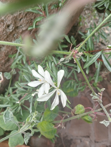 Turraea obtusifolia, photograph 6