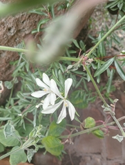 Turraea obtusifolia, photograph author not stated, no rights reserved