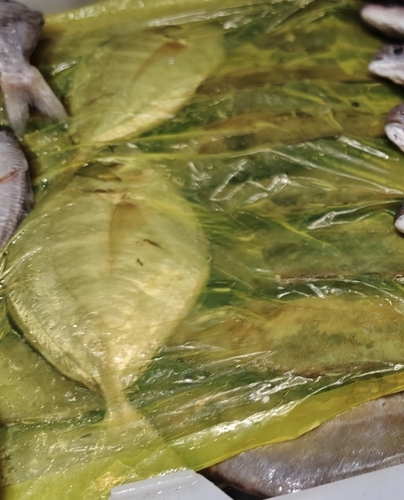 Carangoides equula observed 2025-07-12