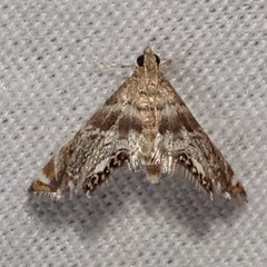 Petrophila fulicalis