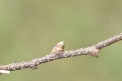 Pachypsylla celtidisgemma