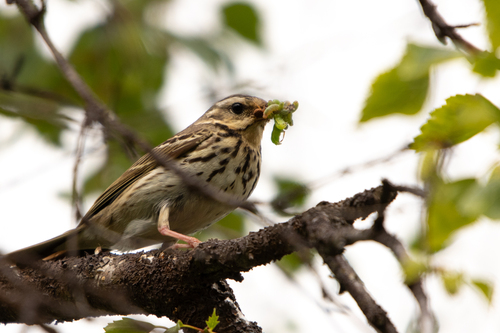 Olive-backed Pipit
