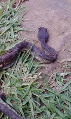 Ophryacus smaragdinus