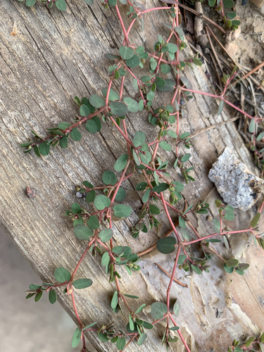 Euphorbia makinoi iNat (3)