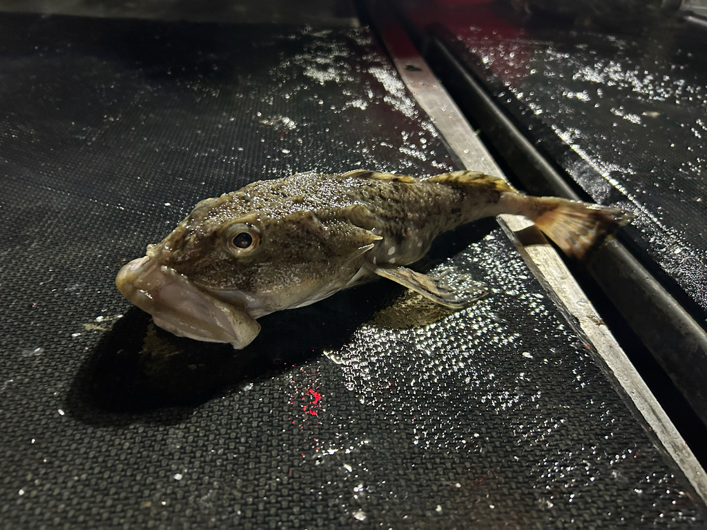 Plain sculpin (Myoxocephalus jaok) — Cottidae