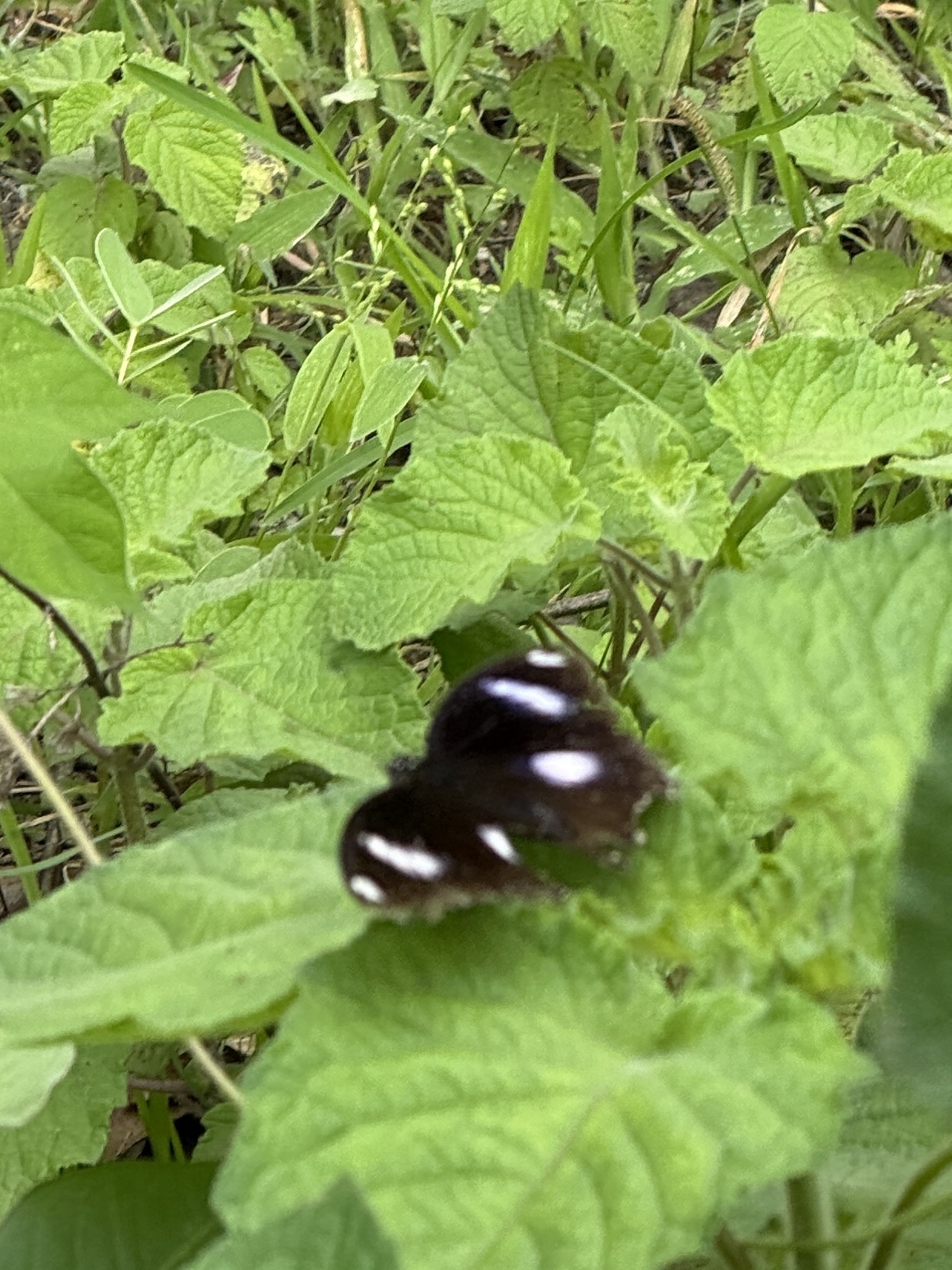 Great Eggfly