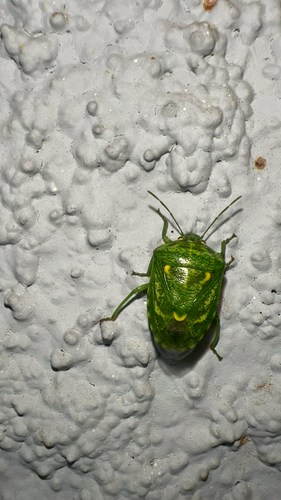 Juniper Stink Bug photo 4