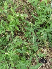 Parthenium hysterophorus