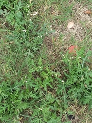 Parthenium hysterophorus