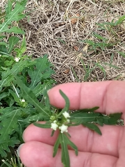 Parthenium hysterophorus