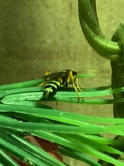 Ichneumon ambulatorius