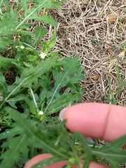 Parthenium hysterophorus