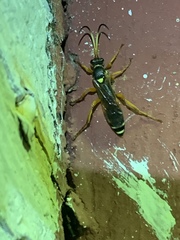 Ichneumon ambulatorius