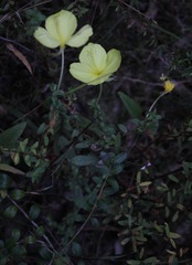 Oenothera heterophylla