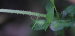 Oenothera heterophylla