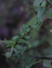 Oenothera heterophylla