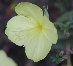 Oenothera heterophylla