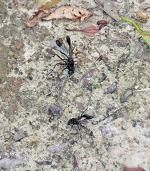 Eremnophila