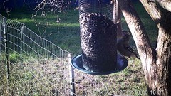 Coccothraustes vespertinus brooksi