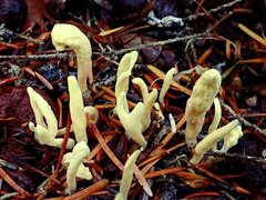 Clavariadelphus ligula