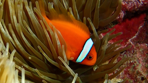 Blackback anemonefish (Amphiprion frenatus) — Pomacentridae — 5