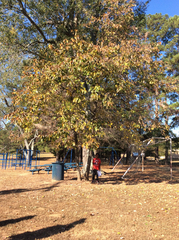 Diospyros virginiana