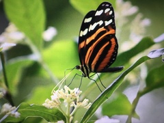 Melinaea lilis imitata