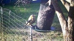 Coccothraustes vespertinus brooksi