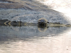 Actinemys marmorata pallida
