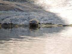 Actinemys marmorata pallida