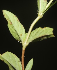 Cuphea glutinosa