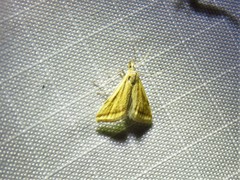 Microtheoris