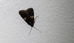 Hydrillodes gravatalis