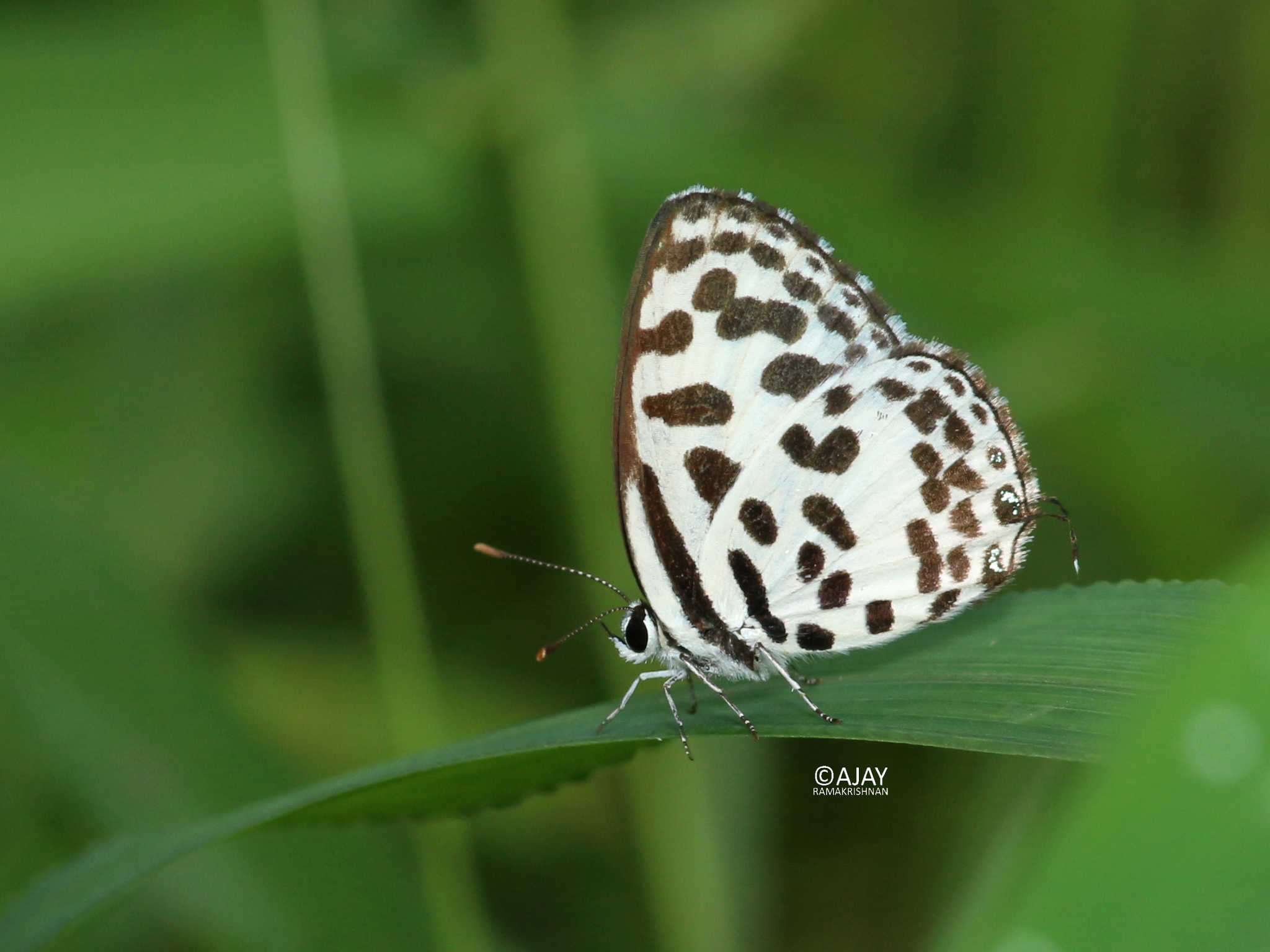 Common Pierrot