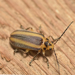 Derospidea brevicollis