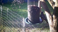 Coccothraustes vespertinus brooksi