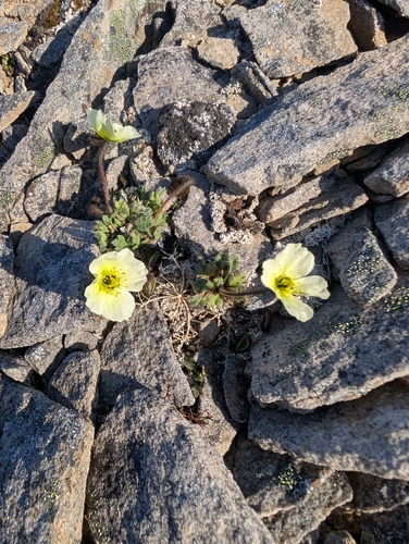Oreomecon dahliana (Oreomecon dahliana)